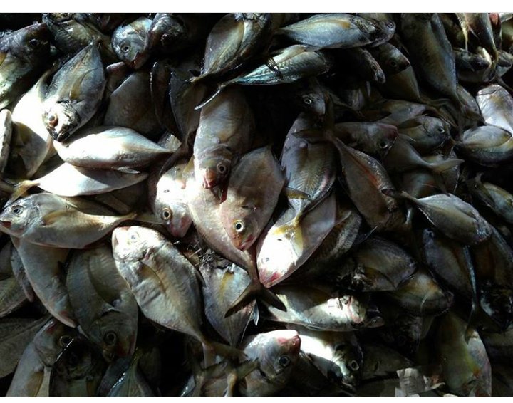 SuperFishPM's tweet image. Super Fish "PERSADA MAKMUR"

Stok ikan laut tadi pagi, kondisi sangat segar dan kualitas sangat bagus.