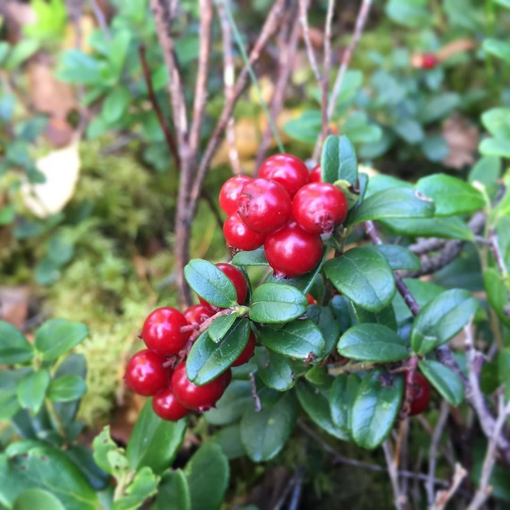 フィンランドの秋 Twitter Search Twitter