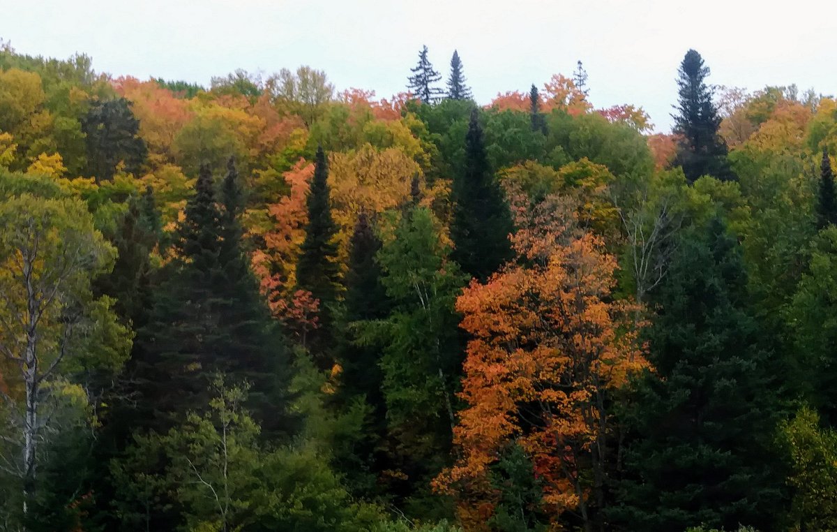 Raspberryhillnb's tweet image. Love Autumn... 
#leaves #fall #autumncolour #autumn #NB #maritime #newbrunswick #WorldTourismDay #Weather