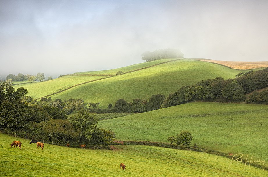 Transient light in the Longcombe as mists drift over the Rypen Clump nr #Totnes & #BerryPomeroy #Devon