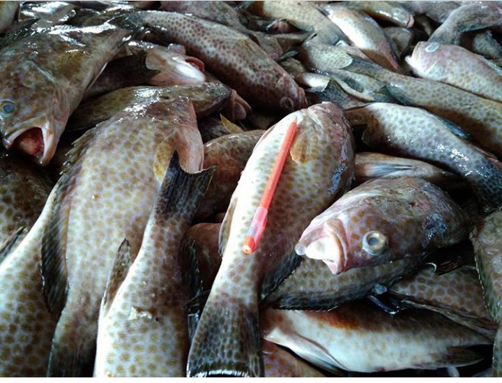 SuperFishPM's tweet image. SUPER FISH (PERSADA MAKMUR)

Ikan KERAPU KARANG, untuk informasi ukuran bisa di lihat di tempat kami.