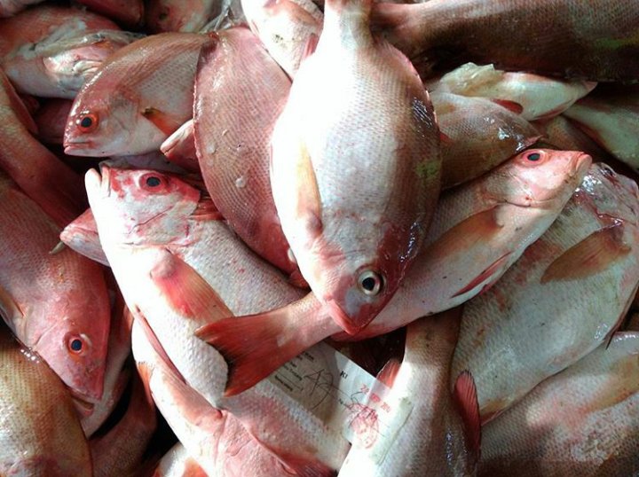 SuperFishPM's tweet image. Super Fish "PERSADA MAKMUR"

Stok ikan laut tadi pagi, kondisi sangat segar dan kualitas sangat bagus. Di dapat dari tangan pertama.