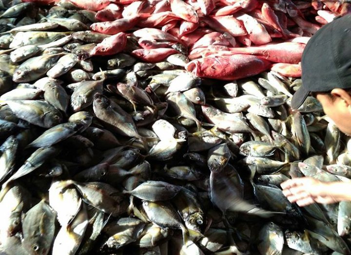 SuperFishPM's tweet image. Super Fish "PERSADA MAKMUR"

Stok ikan laut tadi pagi, kondisi sangat segar dan kualitas sangat bagus. Di dapat dari tangan pertama.