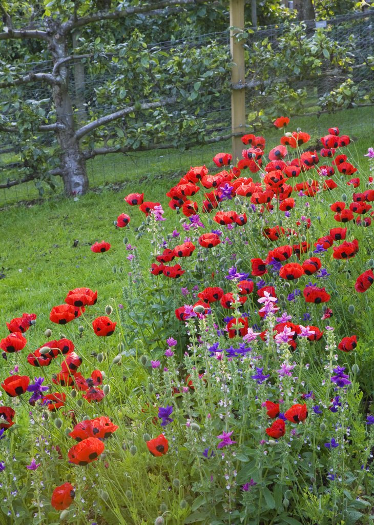 seed_ball's tweet image. Right now is the very best time to scatter wildflowers! mailchi.mp/3af3dcbfb671/p…