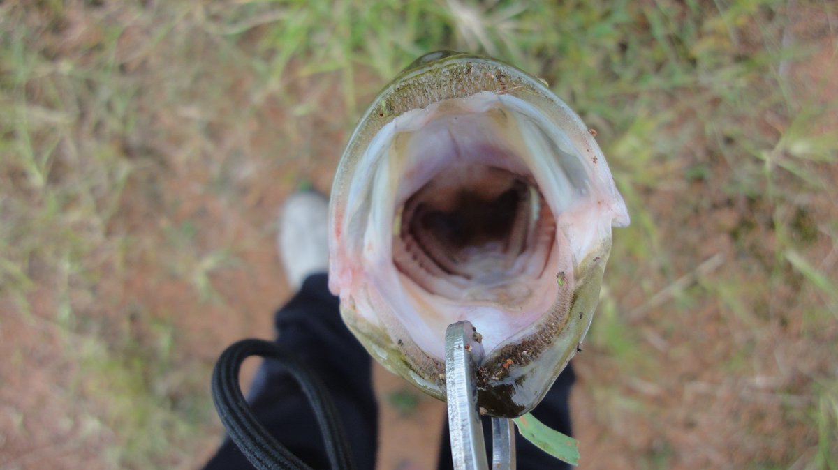 わるねこ 釣り 泳がせ釣り ブラックバス ニゴイ 用水路が減水して岸際小バス 釣りが厳しくなってきた それでも何とか釣り上げ 先日やる前に敗北した小バスをエサにした泳がせ釣りに挑戦 すると30 のバスが食いついた やっぱ君ら共食いするのね 後は わるねこ 釣り 泳がせ釣り ブラックバス ニゴイ 用水路が減水して岸際小バス 釣りが厳しくなってきた それでも何とか釣り上げ 先日やる前に敗北した小バスをエサにした泳がせ釣りに挑戦 すると30 のバスが食いついた やっぱ君ら共食いするのね 後は