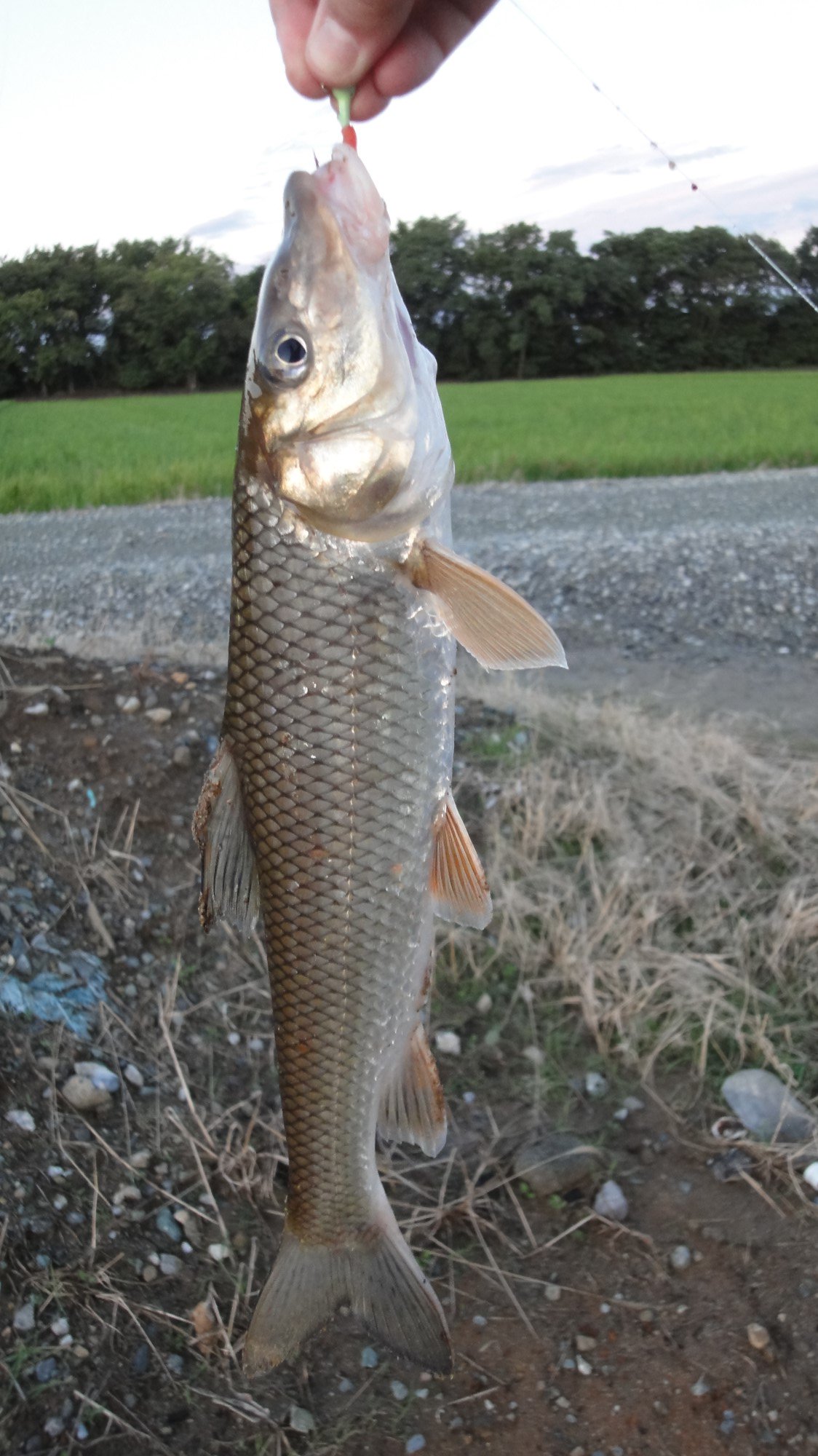わるねこ 釣り 泳がせ釣り ブラックバス ニゴイ 用水路が減水して岸際小バス釣りが厳しくなってきた それでも何とか釣り上げ 先日やる前に敗北した小バスをエサにした泳がせ釣りに挑戦 すると30 のバスが食いついた やっぱ わるねこ 釣り 泳がせ釣り ブラックバス ニゴイ 用水路が減水して岸際小バス釣りが厳しくなってきた それでも何とか釣り上げ 先日やる前に敗北した小バスをエサにした泳がせ釣りに挑戦 すると30 のバスが食いついた やっぱ