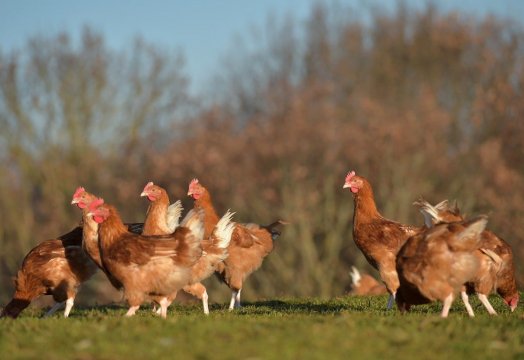 CarrefourGroup's tweet photo. #QualityLine | @Carrefour_bnews has introduced to #Consumers free-range 🐔, reared without antibiotics> https://t.co/2wkgwWjrfB #FoodQuality https://t.co/38Pi1oDIKJ