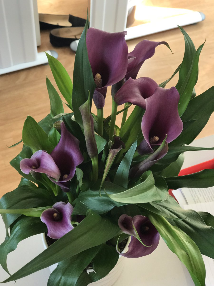 Flowers from the very kind <a href="/jan_scott58/">Jan Scott</a> for our work on Barking &amp; Dagenham's 1st End of Life conference <a href="/SFHUK/">Saint Francis Hospice</a> <a href="/NELFT/">North East London NHS Foundation Trust (NELFT)</a> <a href="/lbbdcouncil/">Barking and Dagenham Council</a> @BD_CCG