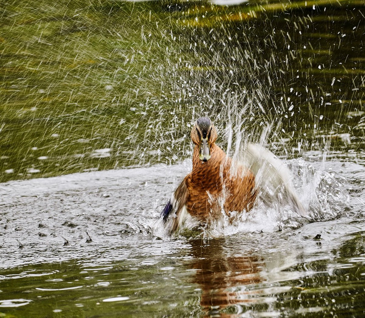 paulhayes55's tweet image. Wash &amp;amp; blow dry @TB0309 @OldeEire @loverandomleigh @Irishwildlife @WeatherCee @BirdWatchIE @BirdWatchingMag @RSPBbirders @PicPoet #nature