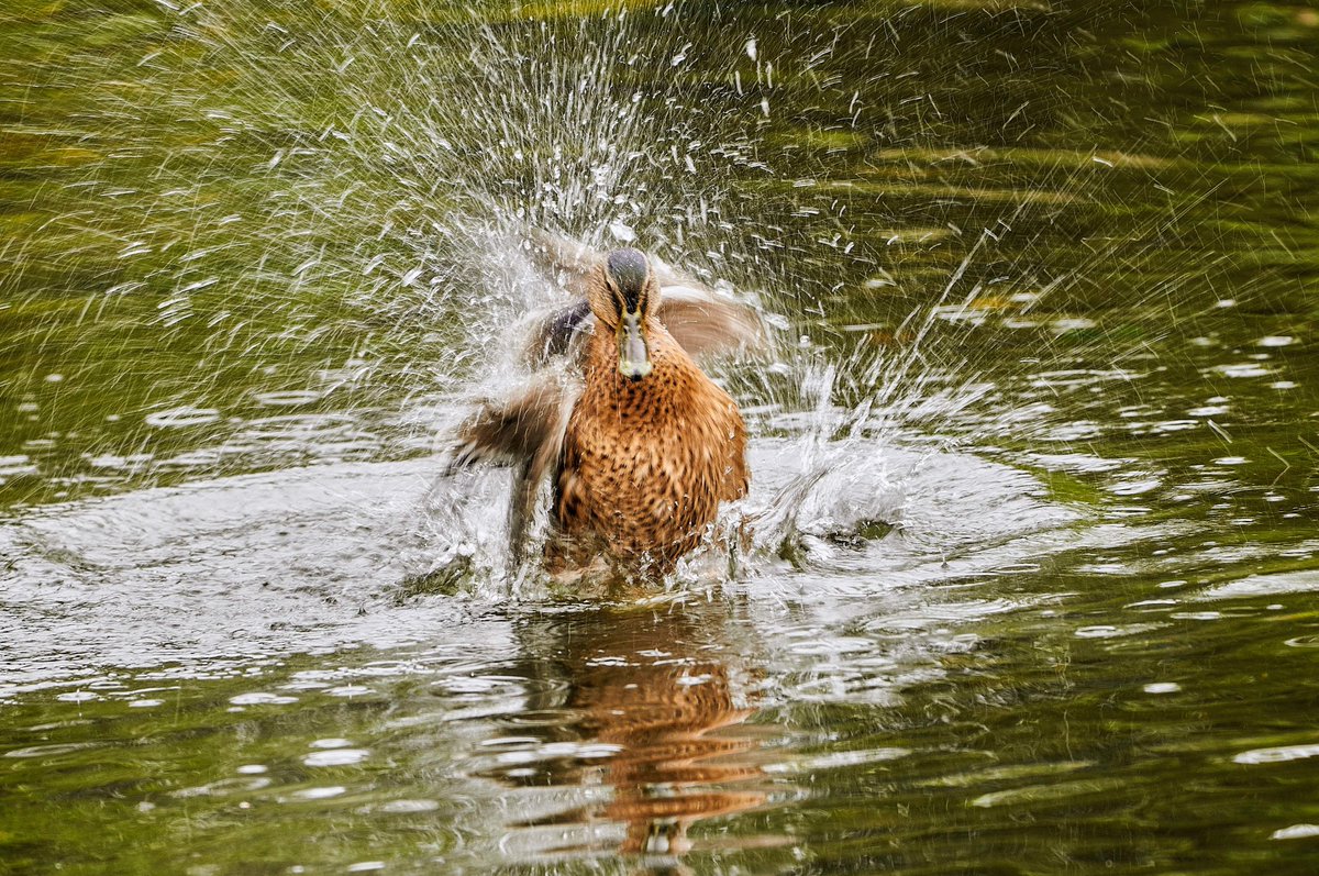 paulhayes55's tweet image. Wash &amp;amp; blow dry @TB0309 @OldeEire @loverandomleigh @Irishwildlife @WeatherCee @BirdWatchIE @BirdWatchingMag @RSPBbirders @PicPoet #nature
