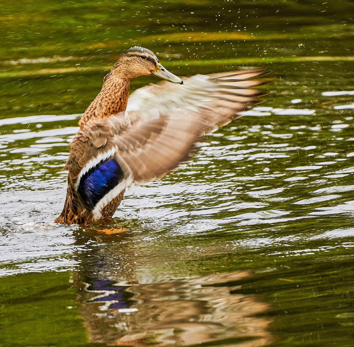paulhayes55's tweet image. Wash &amp;amp; blow dry @TB0309 @OldeEire @loverandomleigh @Irishwildlife @WeatherCee @BirdWatchIE @BirdWatchingMag @RSPBbirders @PicPoet #nature