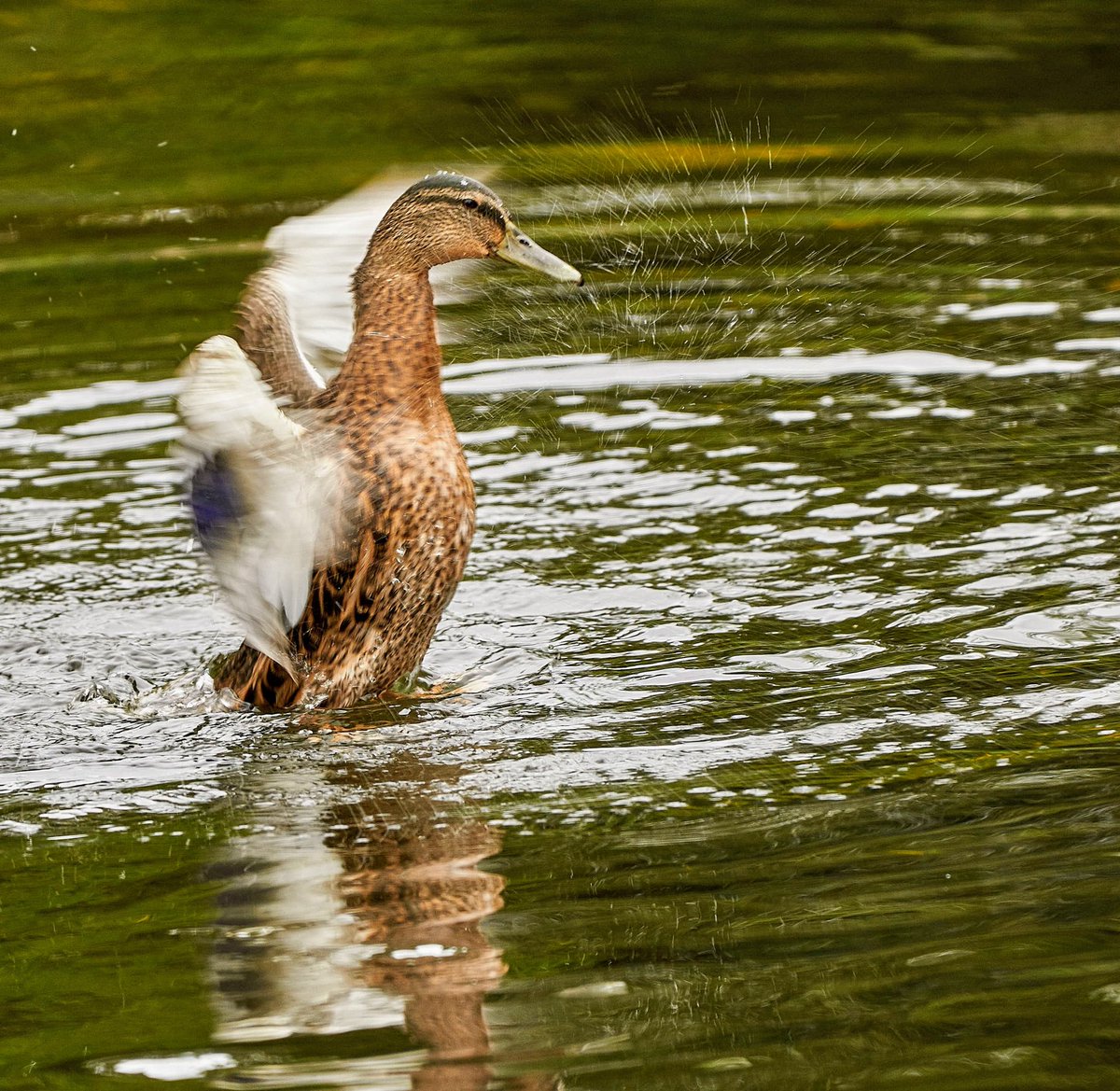 paulhayes55's tweet image. Wash &amp;amp; blow dry @TB0309 @OldeEire @loverandomleigh @Irishwildlife @WeatherCee @BirdWatchIE @BirdWatchingMag @RSPBbirders @PicPoet #nature