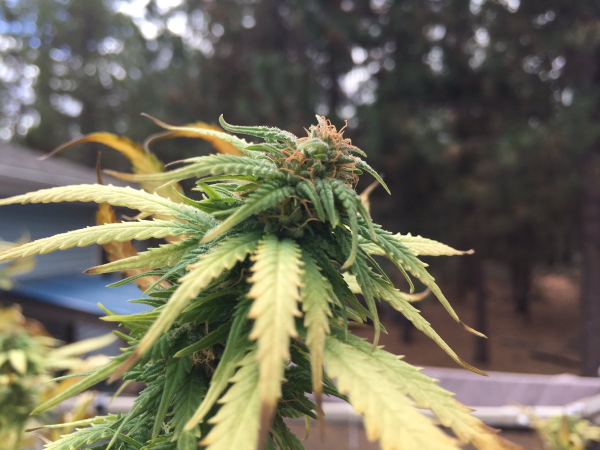 Potnavi Twitterren そろそろ 収穫 する 大麻 医療大麻 マリファナ アメリカ 米国 合法 合法化 シアトル ポートランド カリフォルニア コロラド アラスカ ネバダ マサチューセッツ ロスアンゼルス サンフランシスコ T Co Cuhne7zcok