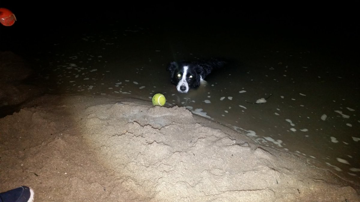 BENEA5T's tweet image. There is always time for ballie and a swim according to #MollyDog. Especially just before bed time!! @beccygee @BCTGB #MidnightSwim