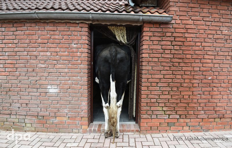 Hauskuh Kelly schaut gern Fernsehen im Stall - und traut sich in den Neubau noch nicht rein kreiszeitung.de/lokales/nieder… via <a href="/Kreiszeitung/">kreiszeitung.de</a> (him)