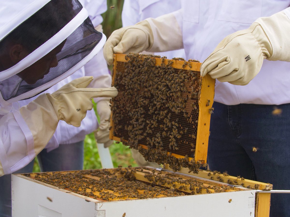 BeeFreeApiary's tweet image. Our honeybees have been busy since Hurricane Irma! #honeybee #HurricaneIrma