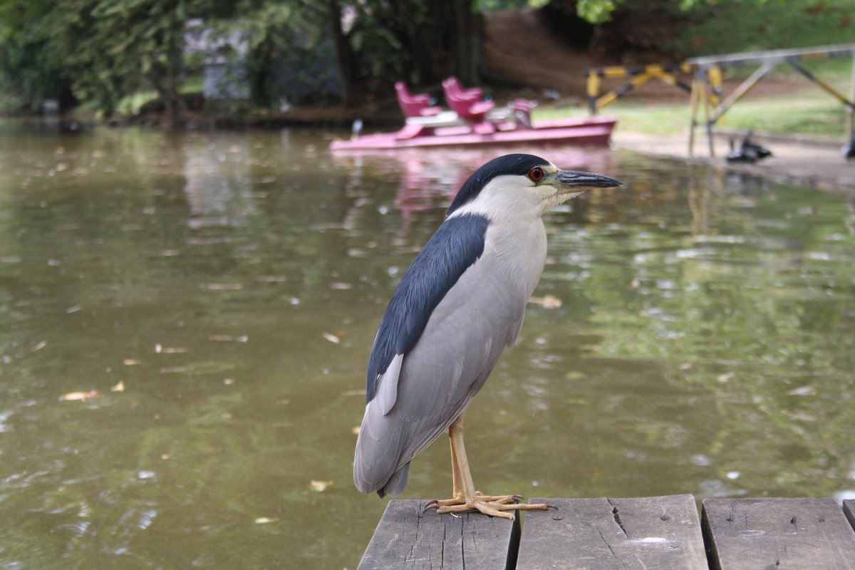 MaryMunozM's tweet photo. #CaliSeVe Por la hermosura y diversidad de sus aves, Ciudad ideal para avistamiento  @elpaiscali #GarzaBruja Foto: @MaryMunozM https://t.co/VkUWevgtRi
