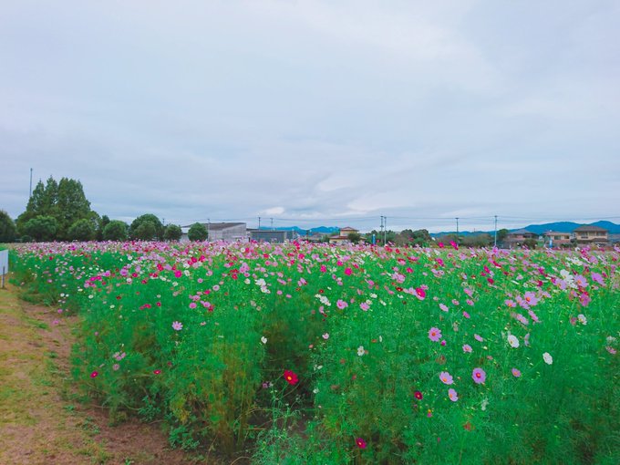 キリン花園 コスモス畑の魅力は 見頃やアクセス方法 駐車場 おすすめする理由など