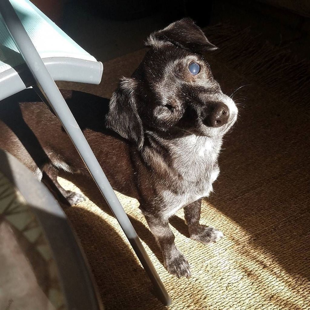PirateDogHenry's tweet photo. Oh, hi there! πΆππ #cutedog #winkingdog #oneeyeddog #piratedog #blinddog #ohhi #ohhithere #ohhai #chiweenie #chiweeniesofig #chihuahua #chihβ¦ https://t.co/J9crgqI1Zf