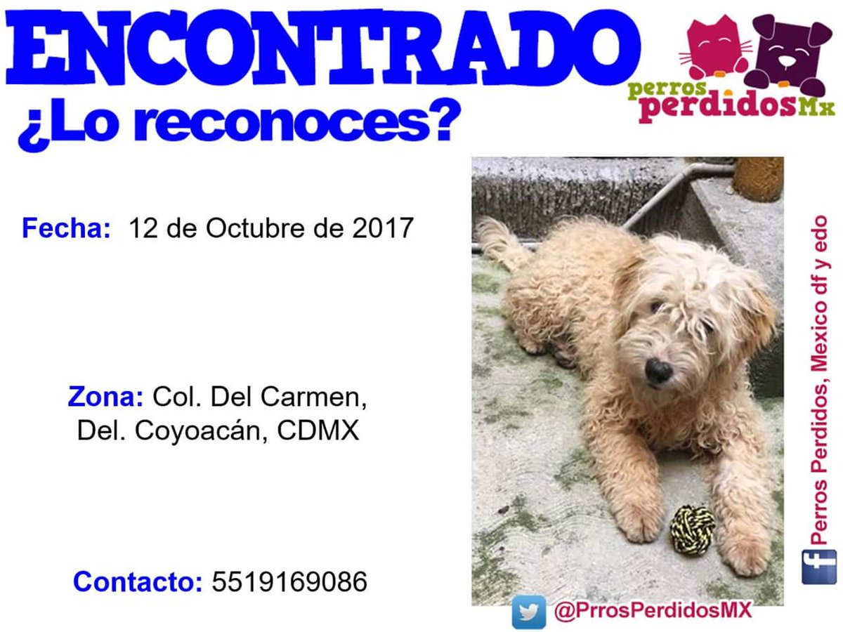 PrrosPerdidosMX's tweet photo. #ENCONTRADO ¿LO RECONOCES? 
#MACHO
EL: 12 OCTUBRE 2017
EN: COL. #DELCARMEN   DEL. #COYOACAN

DE: https://t.co/tRJ4wS1wTV
(mars) https://t.co/nTNes77Oxj