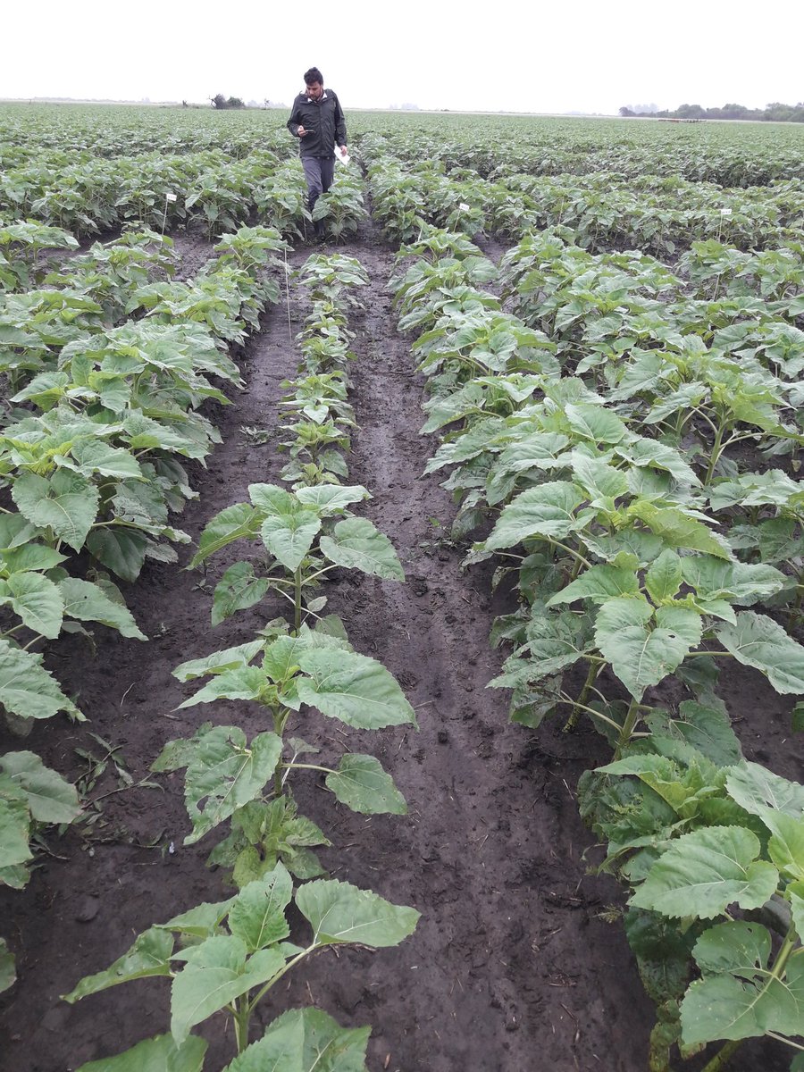 Gira ensayos #girasol SeedCare <a href="/Syngenta_ar/">Syngenta Argentina</a>  Norte de #SantaFe Al equipo no lo paran las lluvias Hoy #DownyMildew lo justifica!!