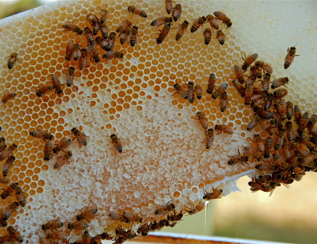 ModFarm's tweet photo. Neonicotinoids Found in Honey From Six Continents https://t.co/WWeaZxfUIE https://t.co/o4WDYkzMoe
