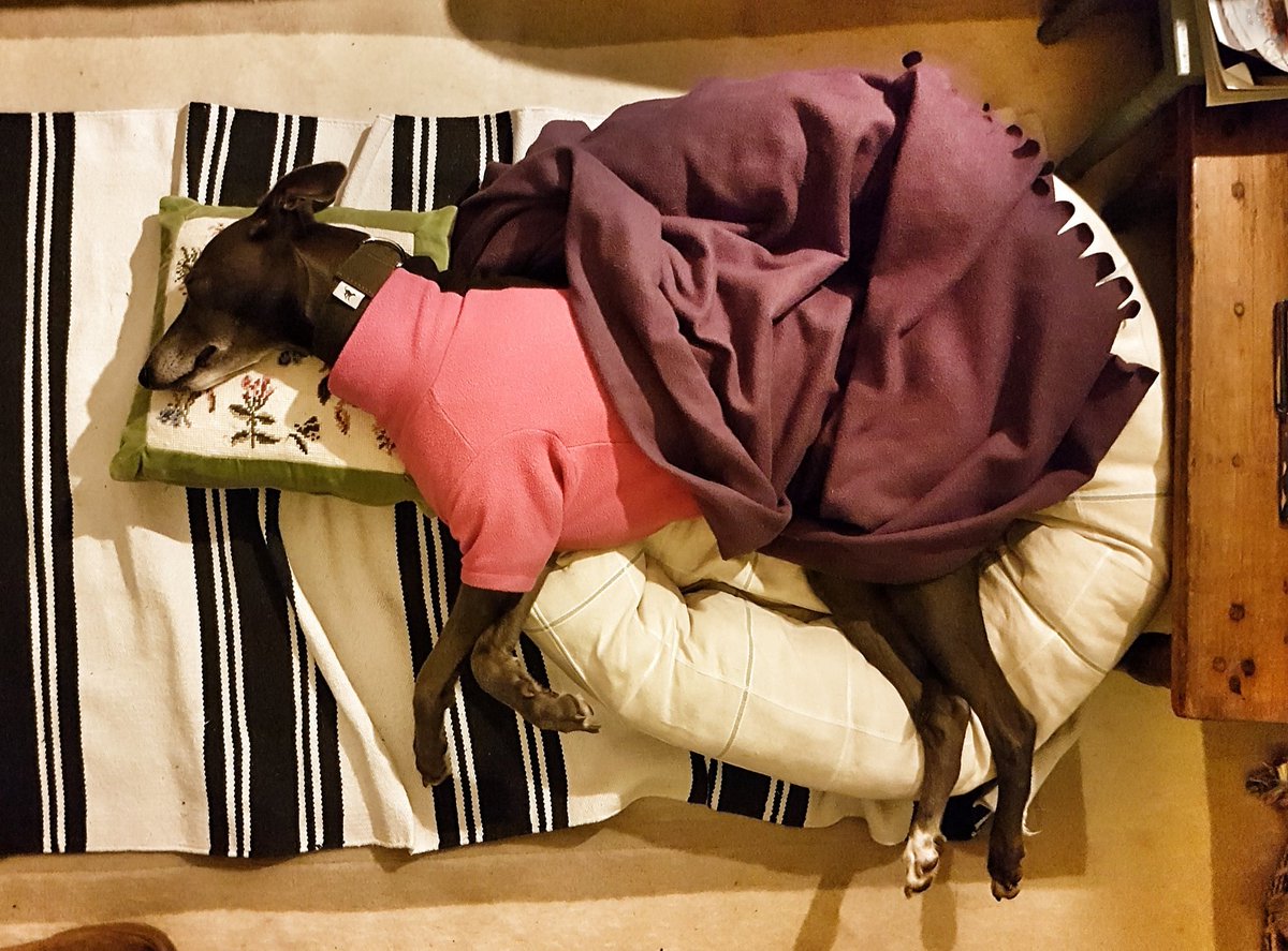 Isis_Whippet's tweet image. #MakingDo @lp_lisa