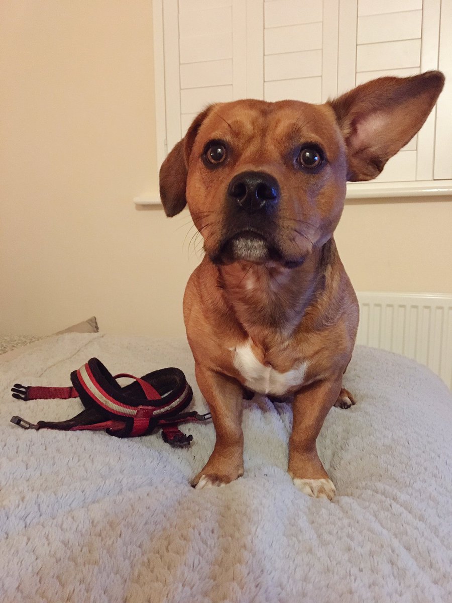 AnnieClark2103's tweet photo. #collarsoffforrocco ๐ https://t.co/Pr4fiuE5XI
