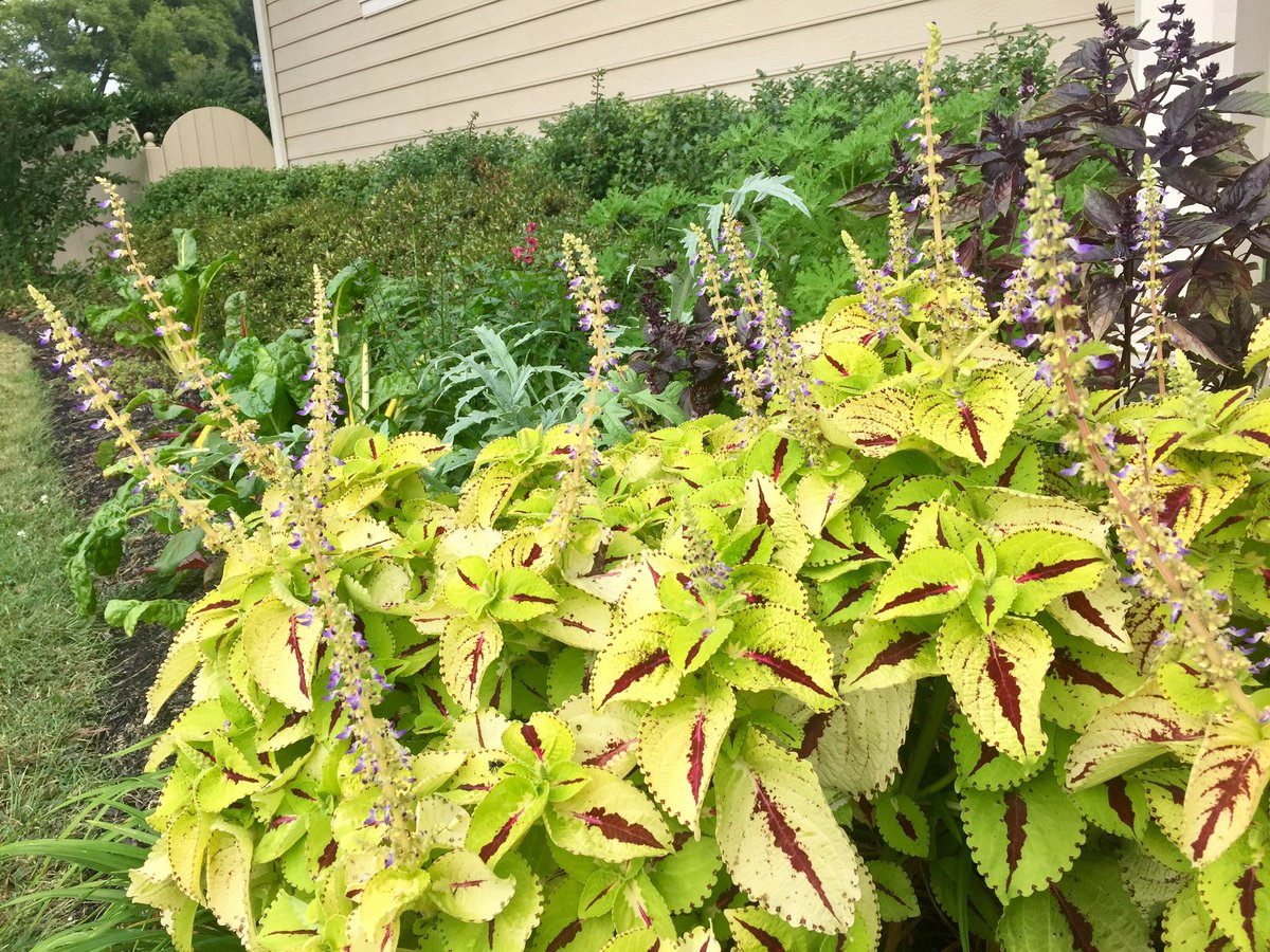 #Coleus in #bloom #OctoberFlowers #VariegatedFoliage #BeddingPlants    #CompanionPlants