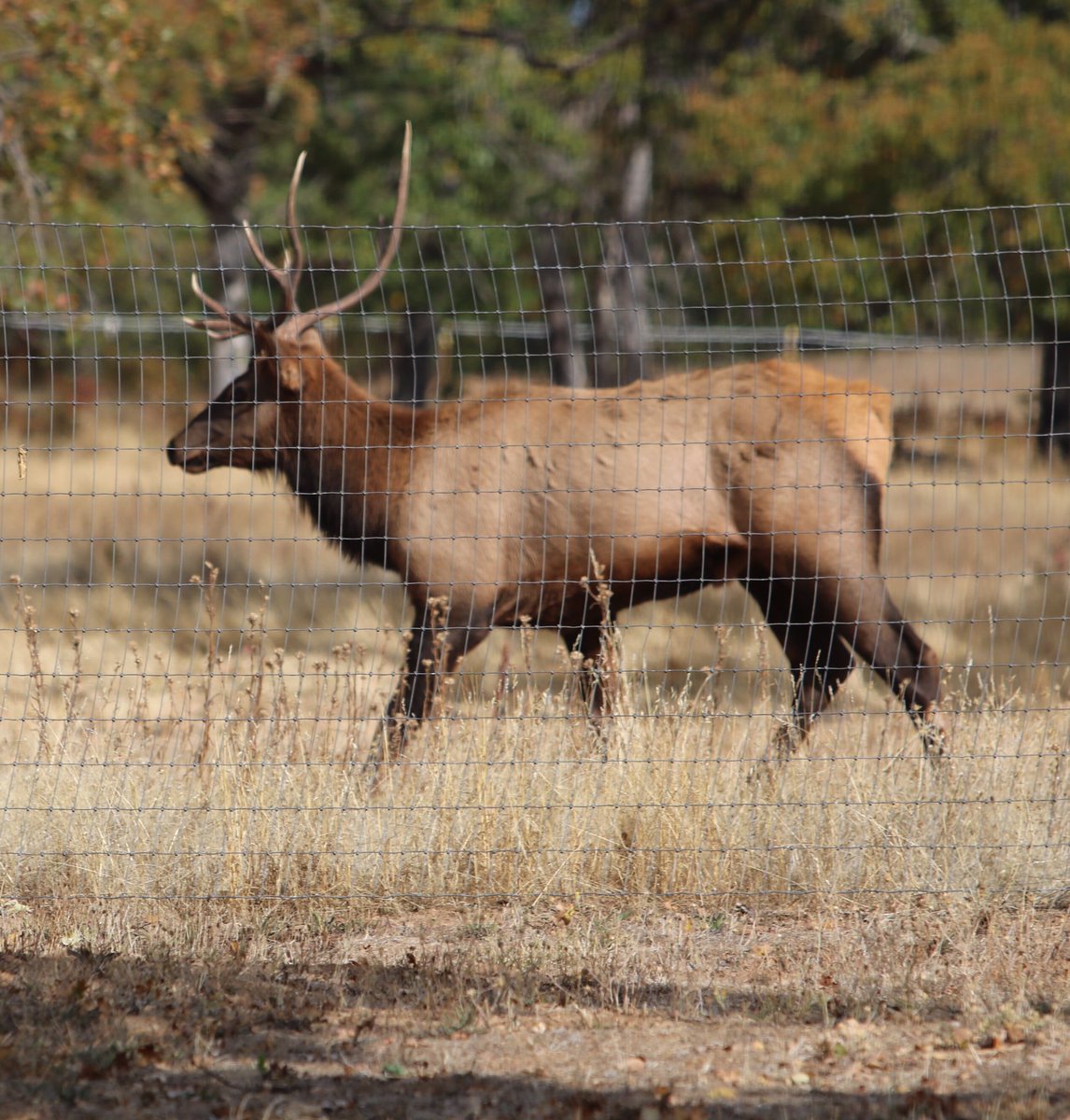 ElizabethMeadow's tweet image. Pretty handsome boy ! He takes #photos well. #elkherd #bugling #wildlifephotography @MyODFW @NWSportsman @outdoorlife @mailtribune