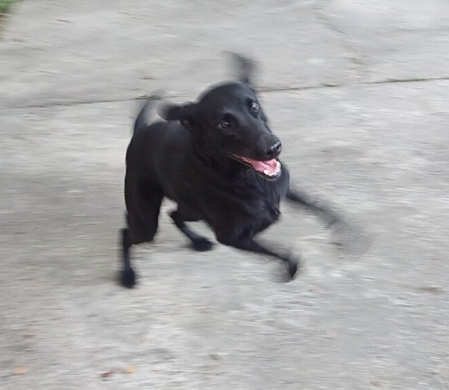 Quang Le tweet media