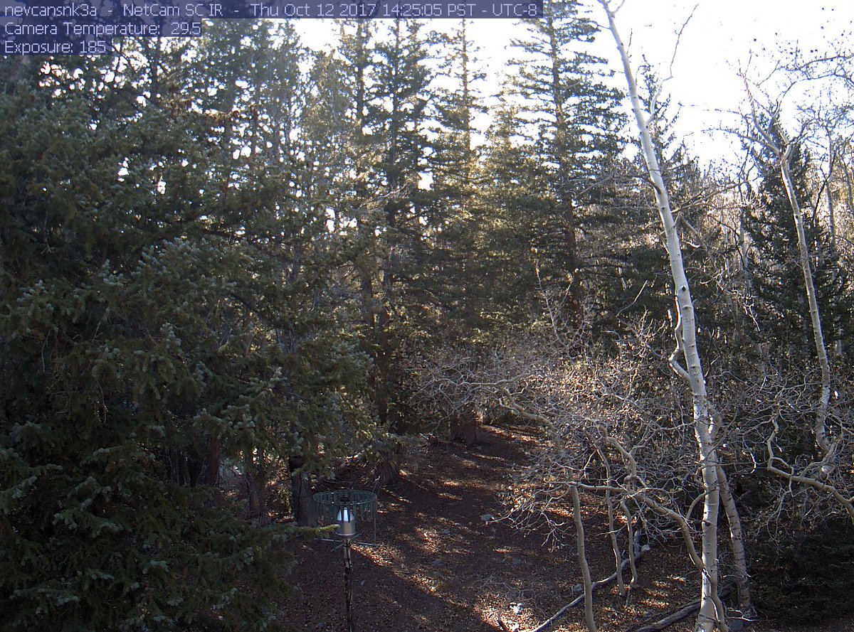 scottysci's tweet photo. Current @PhenoCam at our site, contrast with Oct1, @GreatBasinNPS #WheelerDrive at 10k', tremuloides leaves about done #remote #solarpower https://t.co/97j1pkGWZd