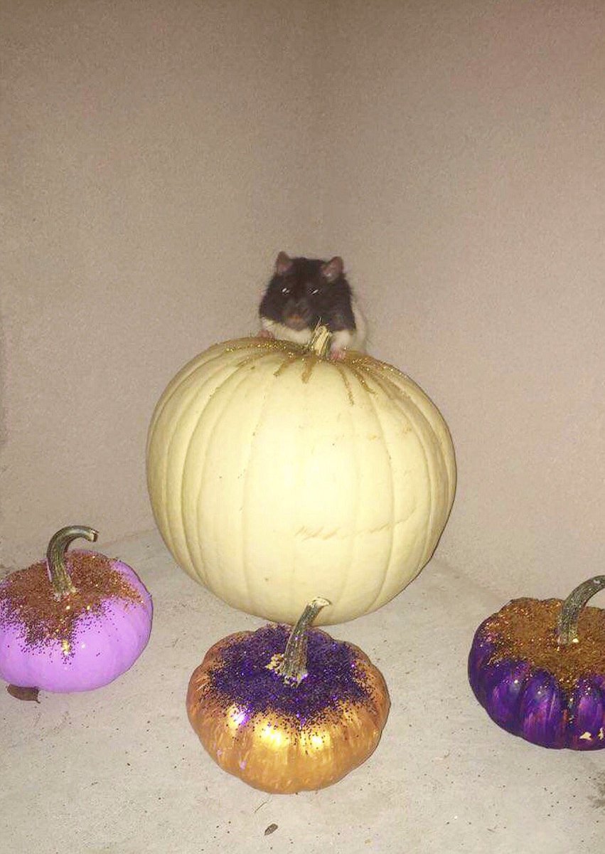 VollmanEmily's tweet photo. reggie-monster enjoying fall 🍂 https://t.co/YyPGMkEFFb