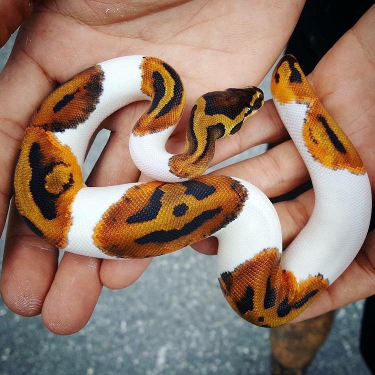 mymodernmet tweet picture