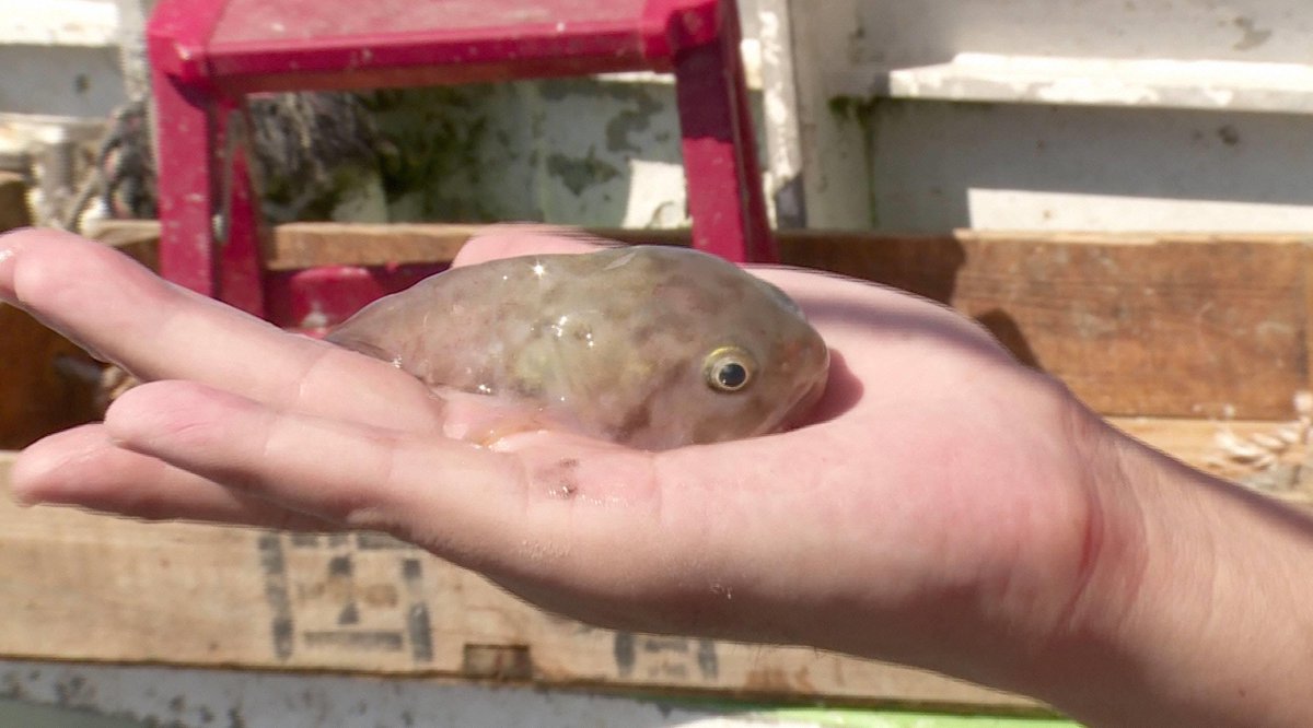 フジテレビ 本日のオススメ番組 夜7時 放送 ヘンないきもの17 見た目 生態 世にも奇妙な生きもの現る 幽霊と呼ばれる魚 おっさん声のカエル 登山するペンギン 幻の深海魚はどんな味 幻の魚を求め地引網で大捜索 T Co Ohf4hcj0ie
