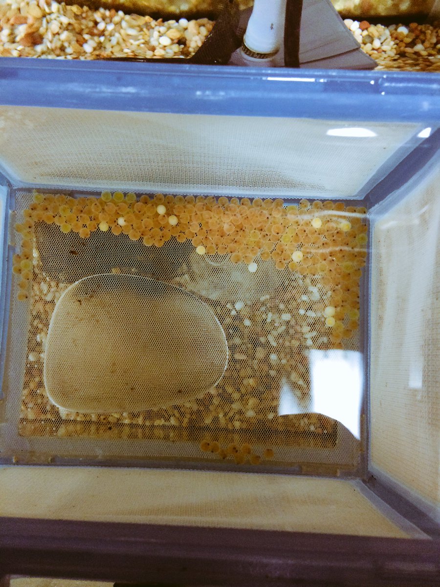Rainbow Trout have arrived in 7th grade <a href="/CTBarkalow/">Barkalow Middle School</a>