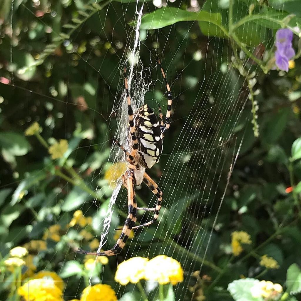 BeckyEscalator's tweet photo. Check out the #spider pavilion if it’s in season! These are gigantic. #lanhm #lanaturalhistorymuseum https://t.co/zT83iuWB5b https://t.co/CgzBYM1Xhf