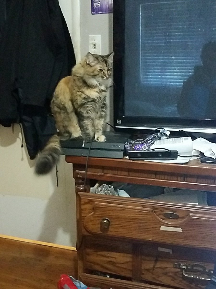 JacobHoward2425's tweet photo. Paisley is such a gamer. She literally just turned on the PS4 by pressing the button. #GamerKat #OPrettyKittyPaisley https://t.co/lyapXPKd7I