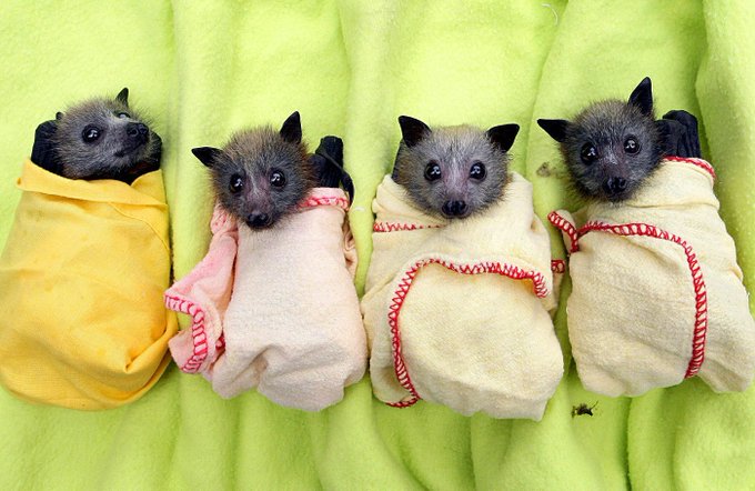 I used to catch bats in the attic I always loved them. Finally others think they are cute .2 me their<a href="/tag/wildlife"class="tags"><span>#wildlife</span></a>