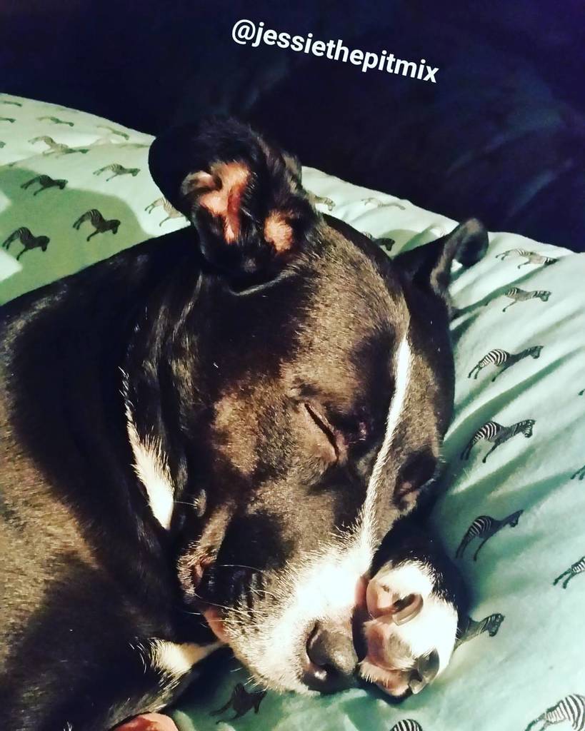 Jessiethepitmix's tweet photo. Night night 😴💙💚😴 #jt #sleepingbeauty #mypillow #iseezebras #sleepypits #goodnight #thisismybed #octoberispitbullaw… https://t.co/zR9symF8RX https://t.co/ccOCmHLJ6J