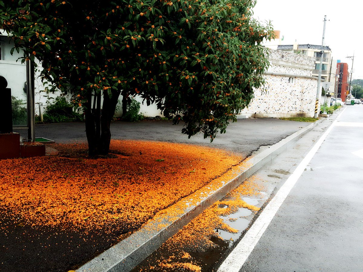 꽃비가 내렸다.