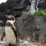 2次元に恋したフンボルトペンギンのグレープくん、フルルちゃんに看取られ天国へ…