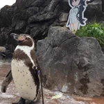 2次元に恋したフンボルトペンギンのグレープくん、フルルちゃんに看取られ天国へ…