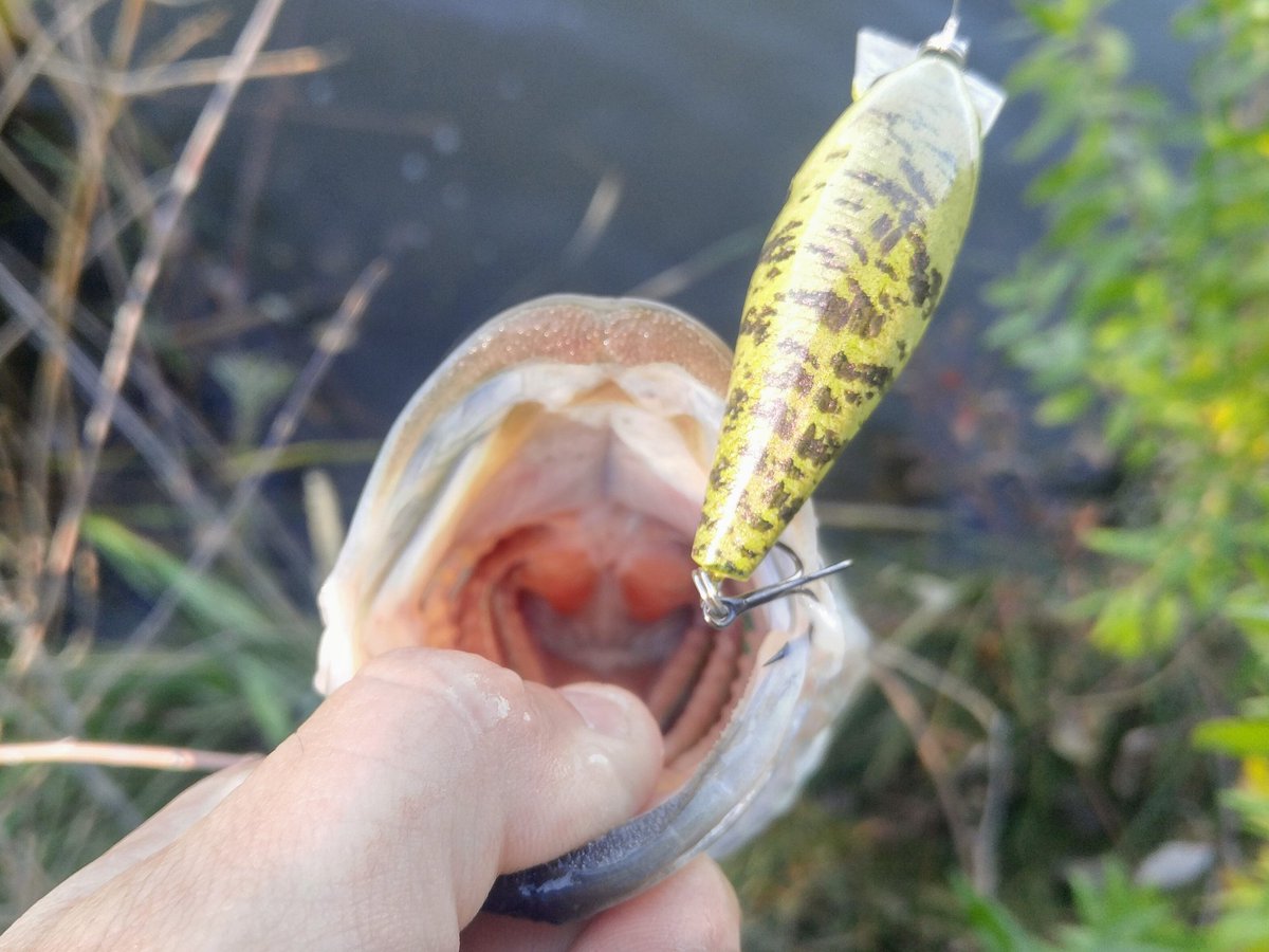 RobBuster303's tweet photo. #dxbluegillcrankbait #dxrealcrappiecrankbait
#dxfireshadcrankbait #RESPECTTHEFISH #catchandrelease #CPRFISHING #Dxlures #DXProstaff https://t.co/YvoYOjdbs3