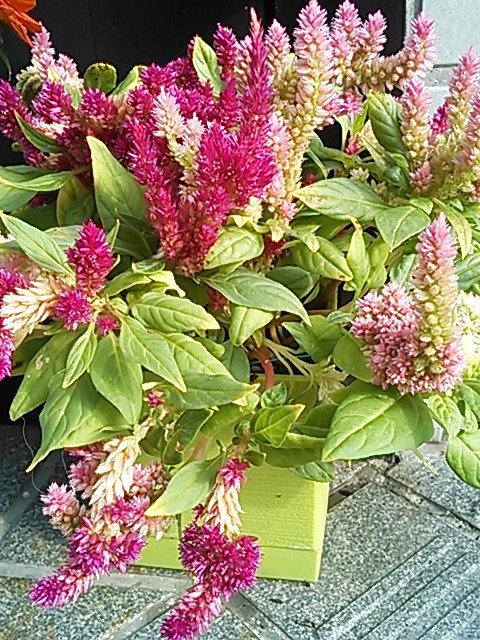 たーちゃんです ケイトウ伸びすぎ 水切れを時々やってしまうせい シャキッとしてほしい ケイトウ ミニケイトウ ハッピー キャンドル キモノシリーズ ミックス 可愛い ガーデニング 園芸 俺担当 趣味 近所で好評 T Co Ibfzj35exd