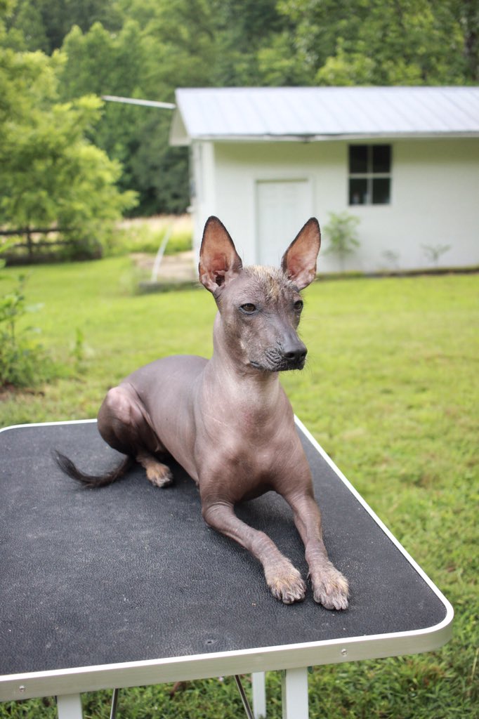 amoertle's tweet photo. @hitRECordJoe @hitRECordJoe what do you think of my little naked dog? I absolutely love her! #xoloitzcuintli https://t.co/OHTVaTYU22