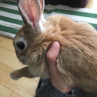 さちよん 頑張れば ぼいぼい ウサギ のブラッシングできるようになりました 拾ってから1年1ヶ月目にして初めてのブラッシング 毛を取り除いてびっくり ハゲが出来ています ブラッシングをしないと皮膚病になりやすいと書いてあったので それで