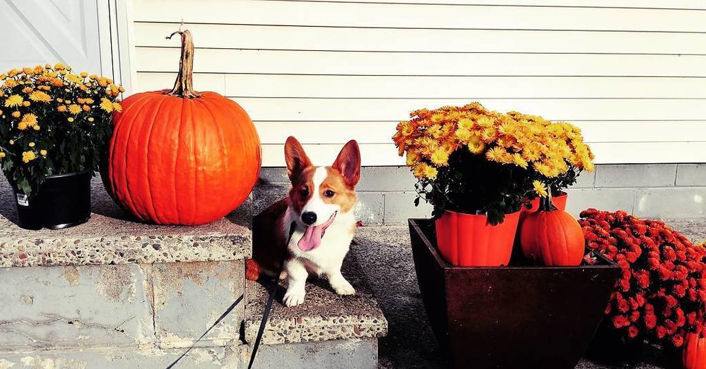 foolofapup's tweet photo. Basic.
~
~
#corgipuppy #basic #ilovefall #basicpup #pumpkinspice #pumpkineverything #otoño #perrito #lindo #corgis… https://t.co/kbh3eXvzp6 https://t.co/bYaUFbW8k9