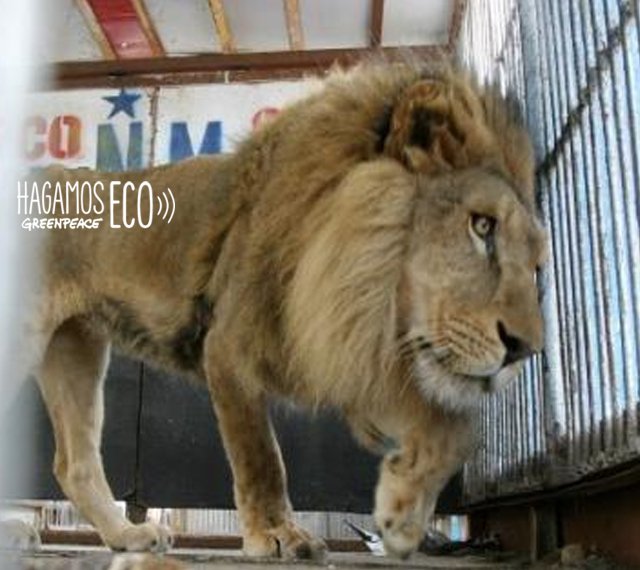 Piden prohibir los circos con animales en Chile. Apoya esta y otras campañas desde #Apptivista, la App de Greenpeace act.gp/2hvruM5