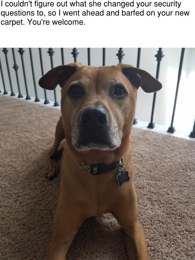 palustrine's tweet photo. Cats are devious, and dogs are... well.... dogs... #ThanksCooper #BlogPawsChat #TrueStory https://t.co/raoE6MPexy
